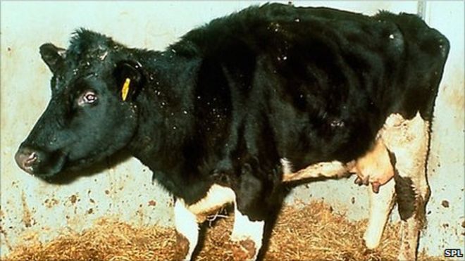 Smrt životinje od "kravljeg ludila" je strašna