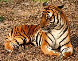 Tigrovi mogu proizvesti zvukove koji gase upalne procese u organizmu