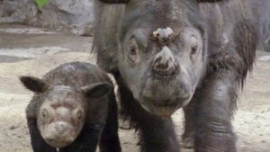 Sumatranski nosorog, ugrožena vrsta koje je preostalo još samo 200 primjeraka, glasa se frekvencijama koje utječu na potiskivanje depresije kod ljudi.