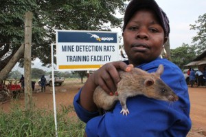 Golemi tanzanijski štakor najbolji je otkrivač mina njušenjem ali može i u 40 sekundi prepoznati iz sline da li osoba boluje od TBC-a. Postoji nada da će ga se moći uvježbati da prepozna na isti način i karcinome.