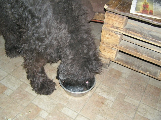 Tabita marljivo, s guštom, čisti svoju novogodišnju zdjelicu... baš kao i ostalih naših 9 pasa koje nismo uspjeli uslikati dok su večerali.