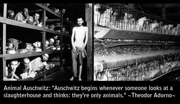 "Auschwitz se ponavlja svaki put kad netko pogleda klaonicu i pomisli - ma to su samo životinje." - Theodor Adorno