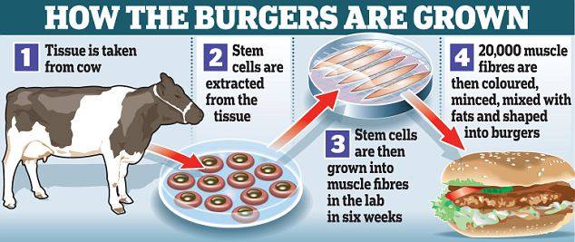1. Tkivo se uzima od krave. 2. Matične stanice izdvajaju se iz tkiva. 3. Zatim matične stanice rastu u mišićna vlakana u laboratoriju kroz šest tjedana. 4. 20 000 mišićnih vlakana je obojeno, usitnjeno, pomiješano s masti i oblikovano u hamburger. 