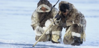 Eskimska prehrana je jako loša po zdravlje eskima, a još više po zdravlje životinja koje love.