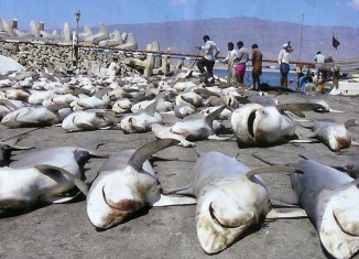 Tko su opasnije ubojice; ljudi ili morski psi?