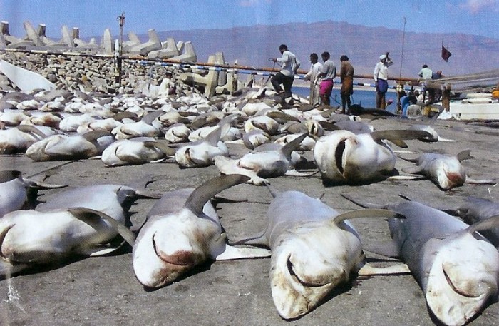 Tko su opasnije ubojice; ljudi ili morski psi?