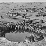 Pojilo - smrtonosno testiranje miksomatoze je u dvije godine dovelo do smanjenja broja kunića sa 600 milijuna na 100 milijuna. Otok Wardang, Australija, 1938.