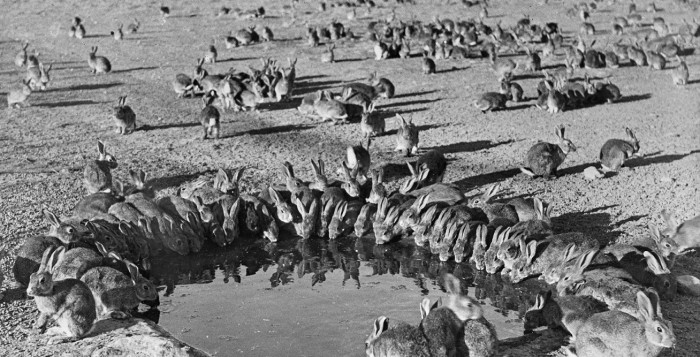 Pojilo - smrtonosno testiranje miksomatoze je u dvije godine dovelo do smanjenja broja kunića sa 600 milijuna na 100 milijuna. Otok Wardang, Australija, 1938.
