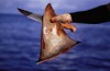 U azijskim zemljama česta je praksa rezanja peraja morskih pasa za juhu od peraja, popularno jelo koje se poslužuje na svečanim gozbama.